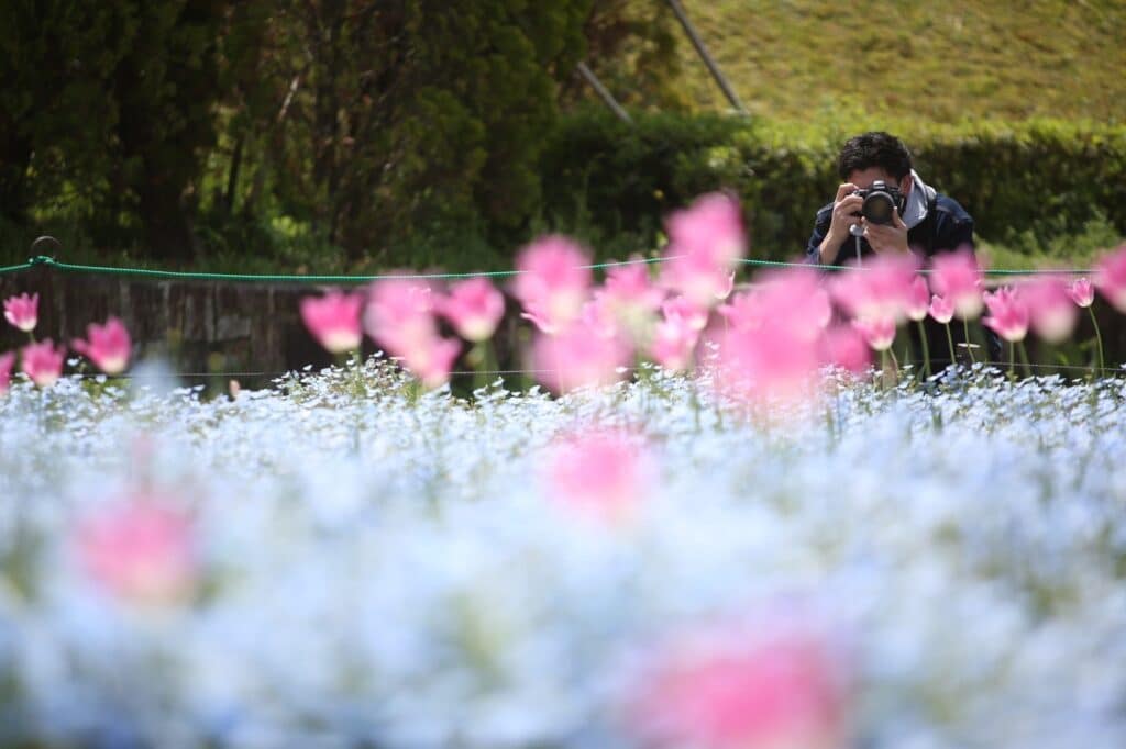 きれいな花をカメラで写真に撮る男性